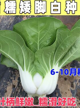 矮脚奶白菜种子白雪公主种子奶油小白菜种子四季盆栽阳台盆栽菜园