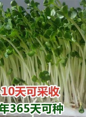 菜种子罗卜籽萝卜芽菜苗种籽土培水培阳台花盆种子