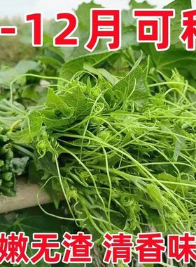 专吃南瓜藤种子春秋季播种南瓜蔬菜种子专吃南瓜藤茎嫩叶瓜果种子