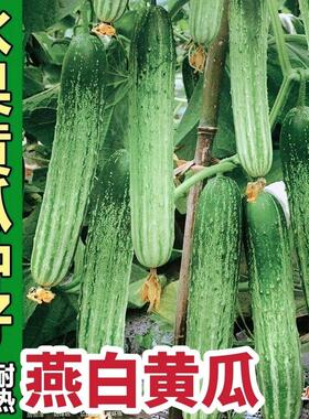 黄瓜韩冠11春叶燕白黄瓜种子早熟顺直浅绿有条纹刺瘤少水果黄瓜