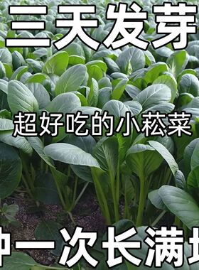 耐热小松菜种子速生高产小菘菜甜脆青梗菜小白菜阳台蔬菜种子大全