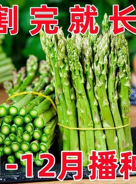 芦笋种子进口绿芦笋种籽四季种植蔬菜之王抗热耐寒高营养蔬菜种子