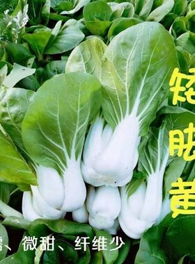 正宗矮脚白菜种子四季高产矮脚黄种籽耐寒大田庭院蔬菜种子大全