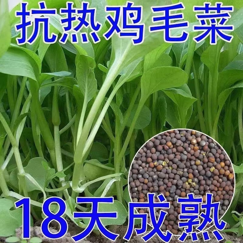 速生鸡毛菜种子小油菜小白菜生长快易种植盆栽阳台庭院耐热抗寒