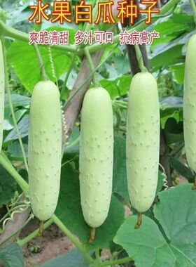 奶油黄瓜吇春夏秋播白玉黄瓜多汁四季水果黄瓜蔬菜