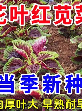 红苋菜种子大叶圆叶红苋菜家庭阳台盆栽蔬菜耐热速生高产蔬菜种籽