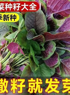 圆叶红苋菜种子速生蔬菜种子汗菜籽阳台庭院新蔬菜种子大全超耐热