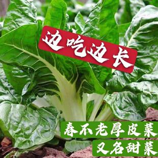 四川牛皮菜种子四季可种大叶厚皮根达菜高产庭院南方甜菜蔬菜种籽