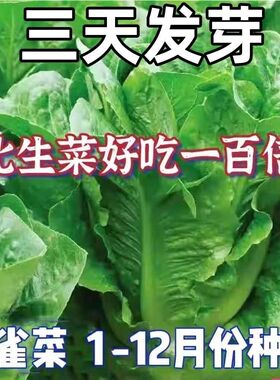 全国适种孔雀菜种子不生虫不打药脆甜高营养四季直立