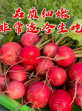 樱桃萝卜种子种籽水果大全高产阳台四季盆栽菜种子红皮萝卜