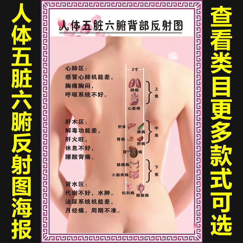 五脏六腑背部反射图刮痧艾针灸全身中医美容院养生馆海报挂图1216