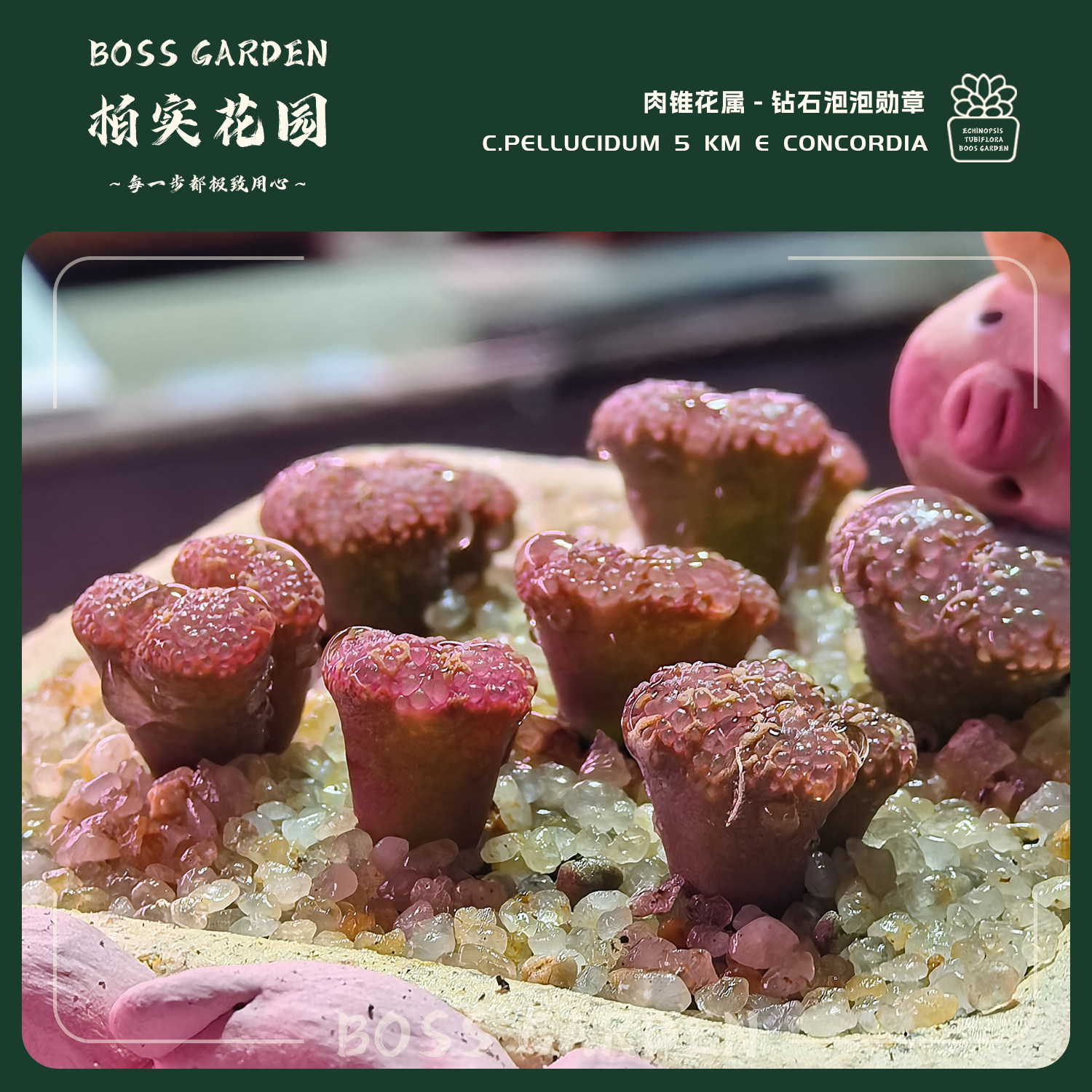 多肉植物肉锥花勋章泡泡钻勋章杨梅勋章韩国进口懒人好养盆栽