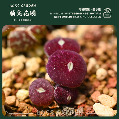 美观阳台RY1917好样盆栽大型秋季