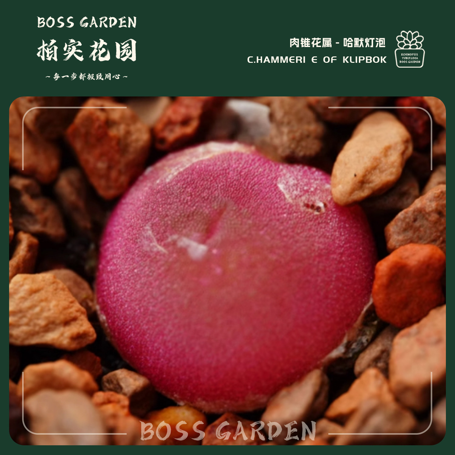 多肉植物肉锥哈默灯泡小型灯泡优选懒人好养盆栽植物柏实花园,鲜花速递/花卉仿真/绿植园艺,多肉植物,淘宝优惠券,粉丝福利购,淘宝优惠卷