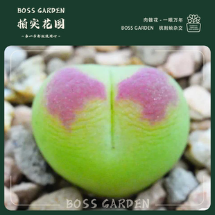 【新品杂交一眼万年】多肉植物肉锥拉登杂交桃割娘新品精品优选