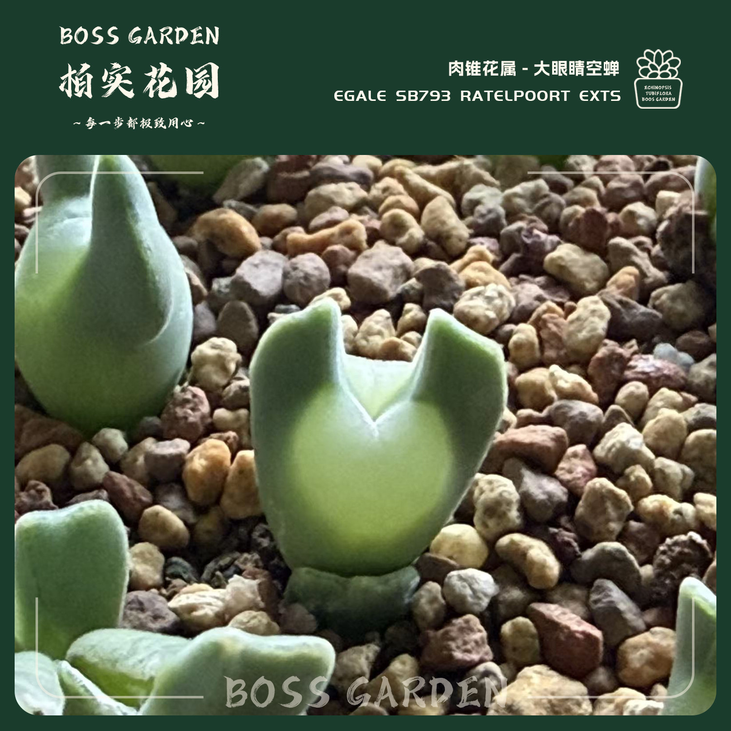 多肉植物肉锥花大眼睛空蝉青蛙种源优选懒人好养室内盆栽柏实花园,鲜花速递/花卉仿真/绿植园艺,多肉植物,淘宝优惠券,粉丝福利购,淘宝优惠卷