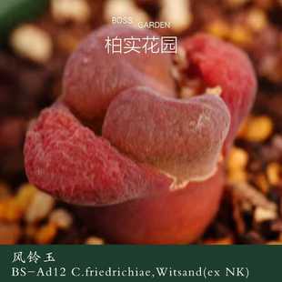 大型红风铃流沙风铃种子青蛙种源优选紫红体柏实花园