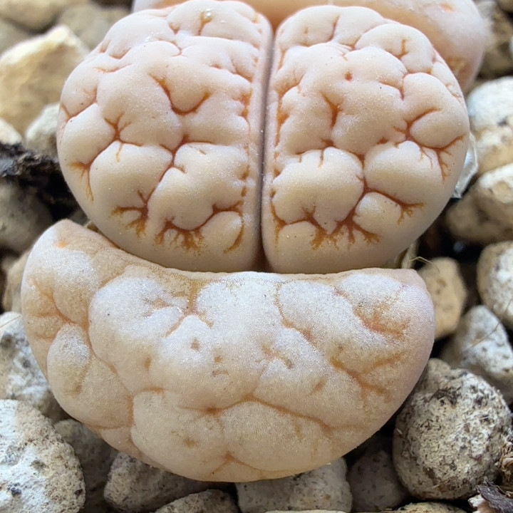 L91号青蛙189特选大肌肉球体,鲜花速递/花卉仿真/绿植园艺,多肉植物,淘宝优惠券,粉丝福利购,淘宝优惠卷