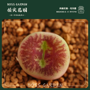 多肉植物肉锥花水蜜桃杂交1719墨blackout墨特选精品柏实花园