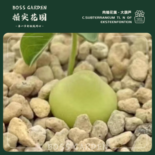 多肉植物肉锥花园艺矮胖大葫芦肉锥优选懒人好养室内盆栽柏实花园