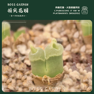 多肉植物肉锥花大型极窗风铃MSG2151恶魔角绒白窗懒人好养盆栽