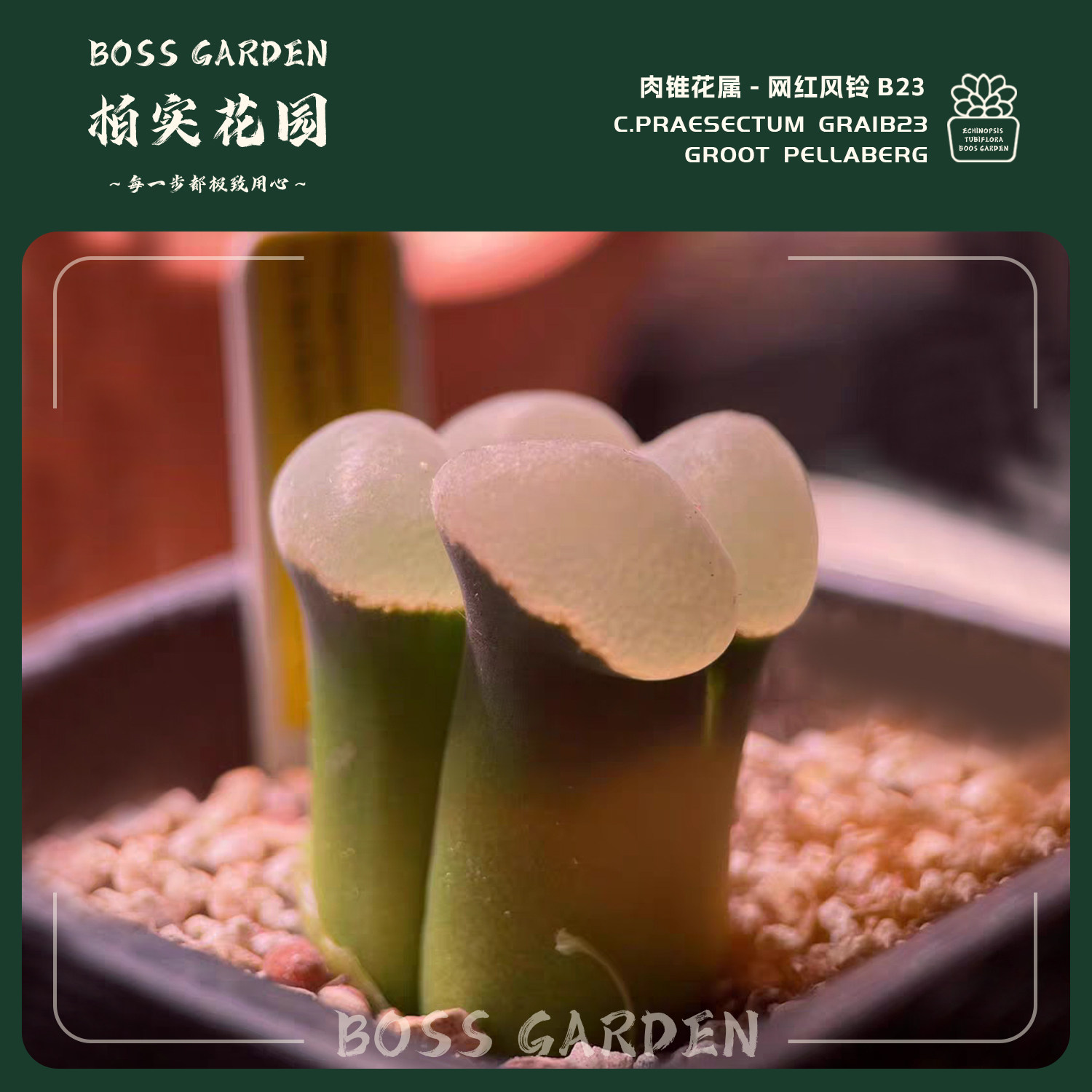 多肉植物肉锥白窗粉窗大型风铃B23网红风铃特选母本懒人好养盆栽