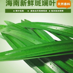 【海南/广西双仓发货】现摘产地直发斑斓叶新鲜香兰叶蛋糕千层糕
