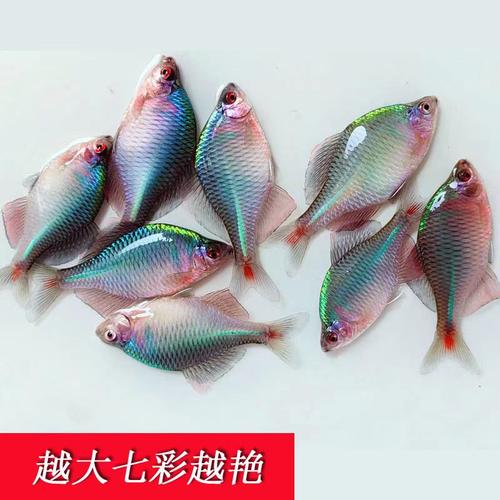 鳑鲏鱼小型观赏鱼淡水鱼七彩原生