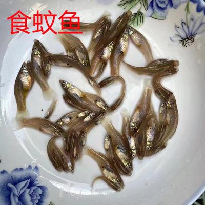 小鱼郎之家食蚊鱼冷水淡水鱼观赏