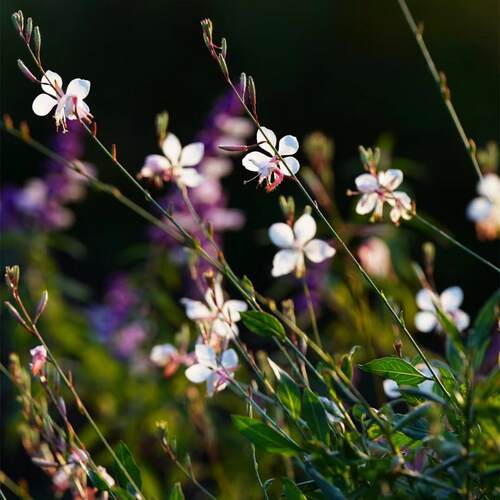 白花山桃草盆栽苗耐寒耐热