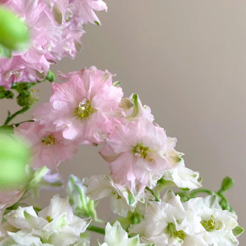 阳台花园花苗千鸟飞燕花灵动