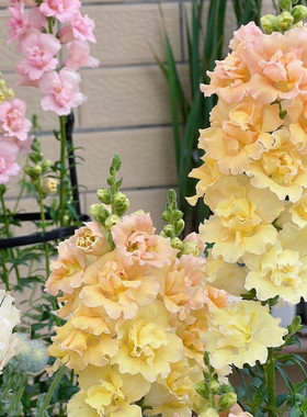 重瓣金鱼草乙女星系列高杆切花品种穴盘苗耐寒耐热多年生盆栽绿植