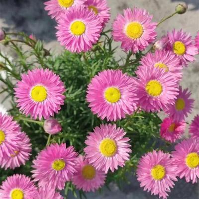 丰花庭院花卉好养趣味植物永生菊