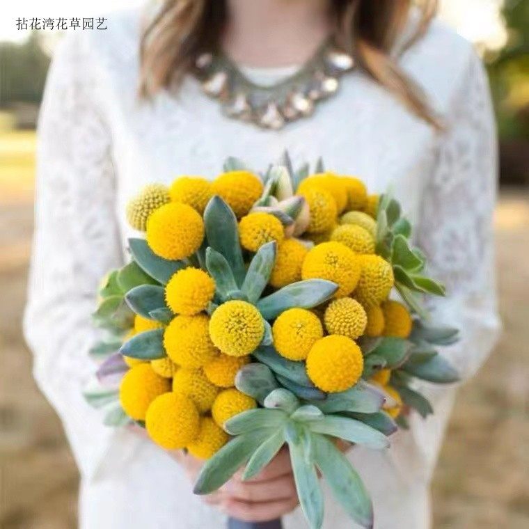 满28包邮黄金球穴盘苗澳洲鼓槌菊金槌花天然干花招财真鲜花组合花