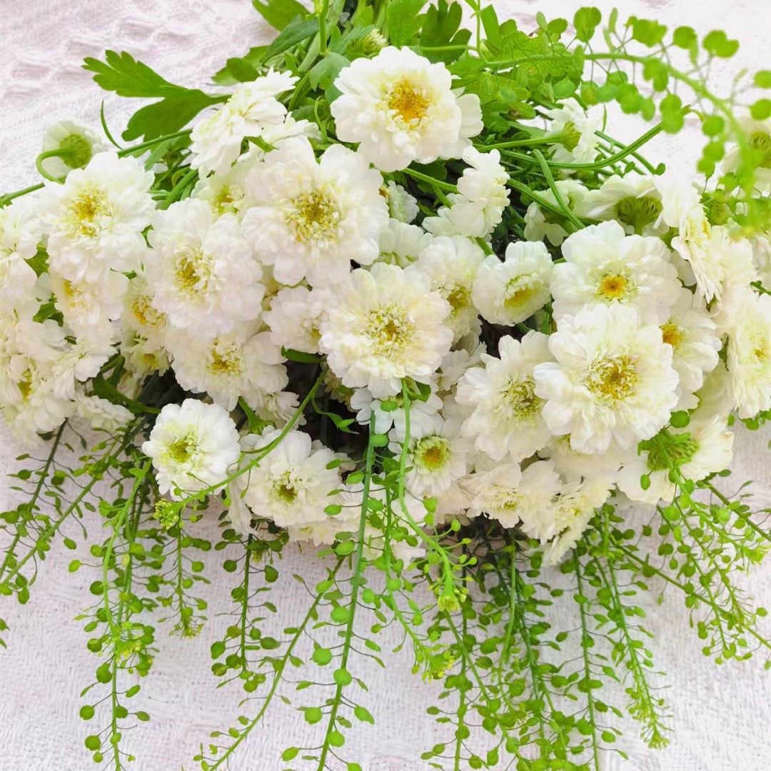 满28包邮半重瓣洋甘菊穴盘苗棉花糖系列多年生阳台庭院花园可切花