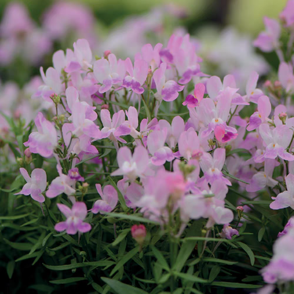 满18元包邮  柳穿鱼花苗阳台庭院花园组合盆栽耐寒花卉花期长花多