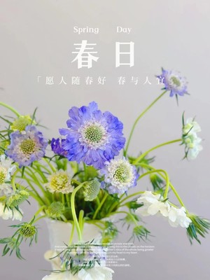 蓝盆花阳台庭院春夏花大