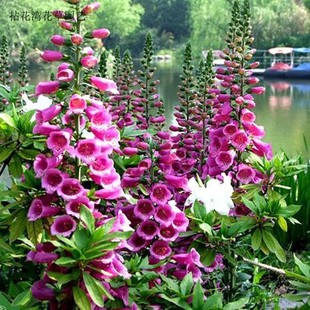 毛地黄斑点狗穴盘苗阳台庭院耐寒花境植物多年生线性花材满额包邮