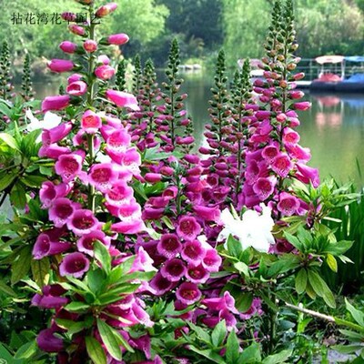 毛地黄花苗草本植物耐寒满额包邮