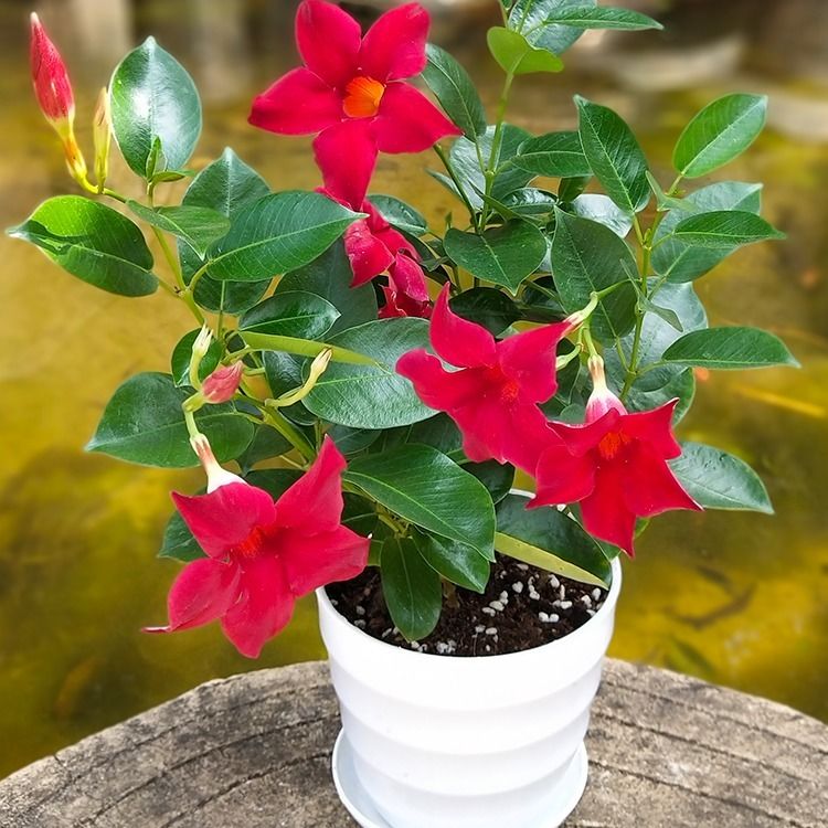 飘香藤花四季盆栽阳台攀爬腾类花卉耐旱耐阴双喜藤庭院爬藤植物