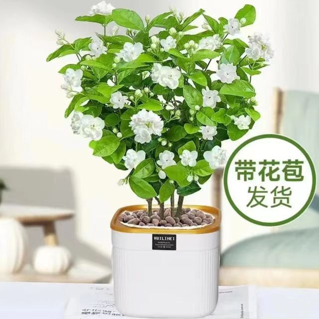 茉莉花水培植物盆栽带花苞办公室桌面绿植