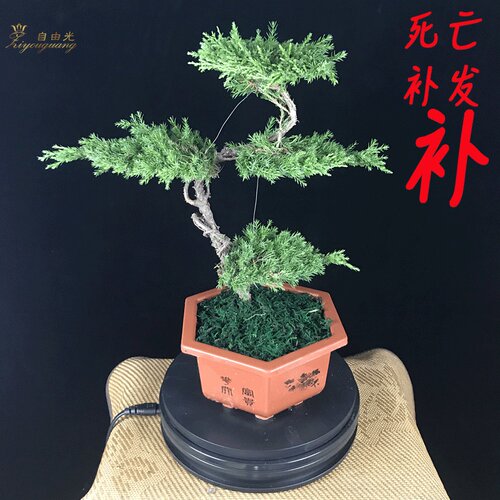 迎客松盆景真树室内盆栽植物松树绿植花卉树桩造型盆景老桩罗汉松