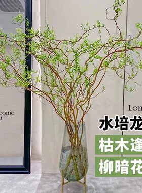 高雅龙柳雪柳鲜枝水培植物客厅绿植盆栽好养干枝带花苞柳条枝