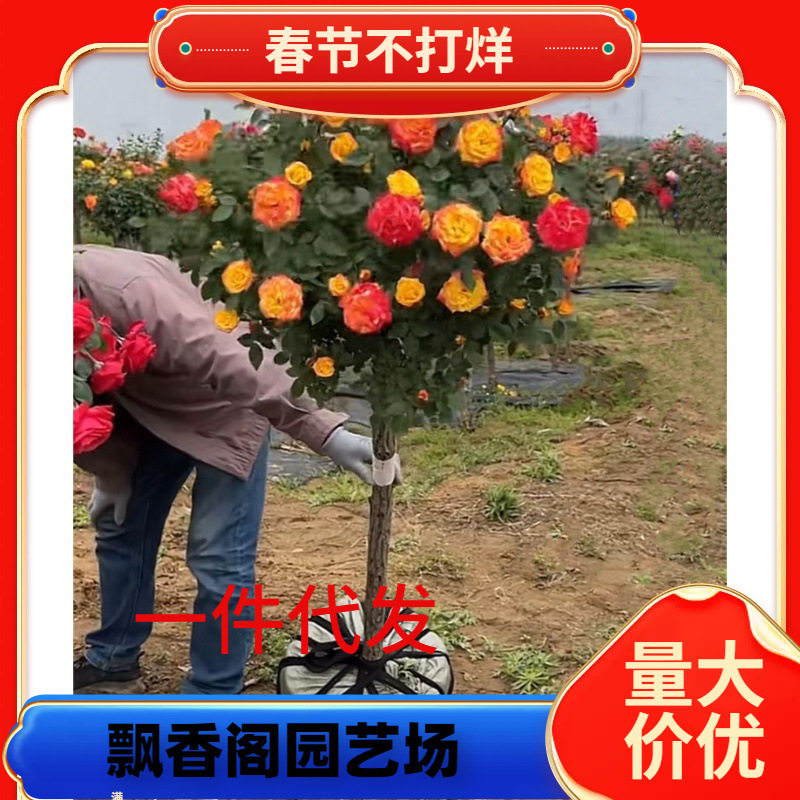 树桩月季花苗特大花多色花朵四季开花庭院高杆棒棒糖嫁接