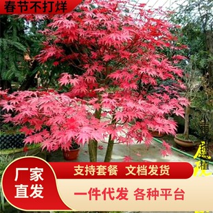红枫树苗日本红舞姬美国红冠绿植物庭院户外盆景四季红彩