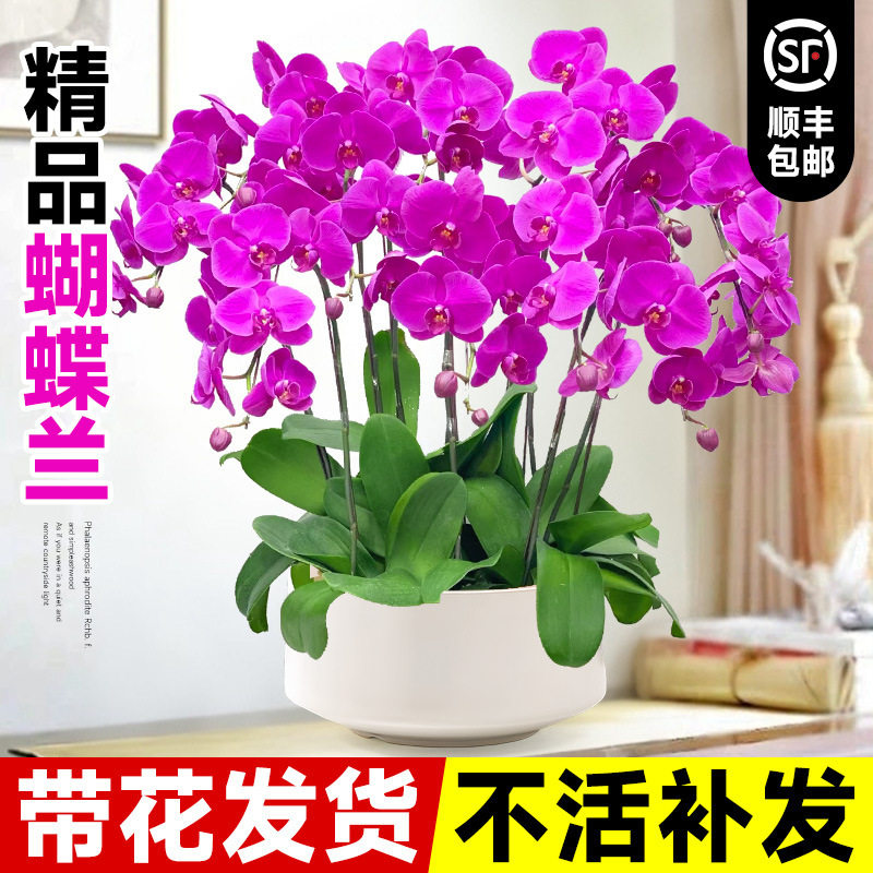 精品蝴蝶兰盆栽大苗带花剑四季开花秋冬耐寒年宵鲜花室内花卉绿植