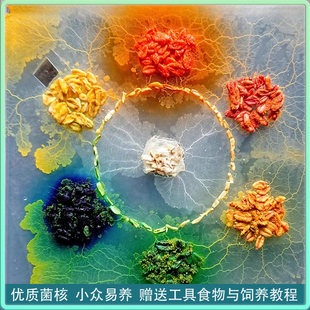 黏菌宠物菌核菌种培养粘菌饲养套装史莱姆学生实验染色迷宫曳尾菌