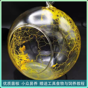 菌核粘菌迷宫饲养套装宠物菌种小型绒泡菌刚丝多头绒泡菌好养活体