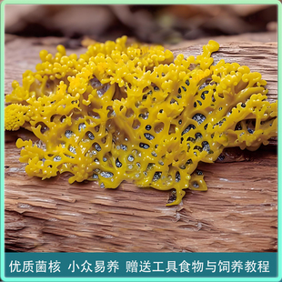 黏菌宠物菌种菌核多头绒泡菌培养学生儿童实验饲养套装曳尾菌治愈