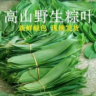 粽子叶新鲜箬叶农家精选现摘发货重庆江津高山农产品